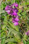 Anacamptis morio