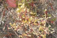 Montia fontana