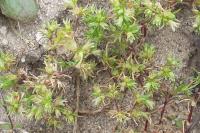 Scleranthus annuus