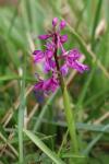 Orchis mascula