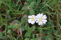 Potentilla montana