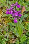 Anacamptis morio