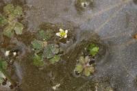 Ranunculus tripartitus