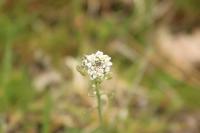 Teesdalia nudicaulis
