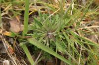 Teesdalia nudicaulis