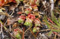 Illecebrum verticillatum