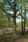 Carpinus betulus