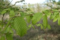 Carpinus betulus