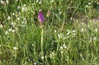 Orchis mascula