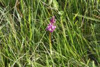 Anacamptis morio