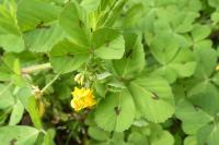 Medicago arabica