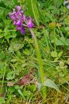 Anacamptis morio