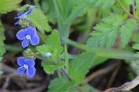 Veronica chamaedrys
