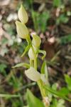 Cephalanthera damasonium