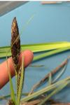 Carex riparia