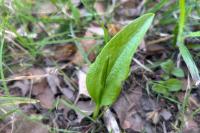 Ophioglossum vulgatum