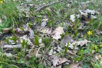 Ophioglossum vulgatum