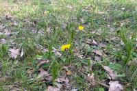 Ophioglossum vulgatum