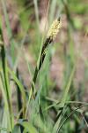 Carex acutiformis
