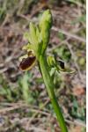 Ophrys aranifera