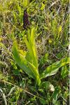 Orchis purpurea
