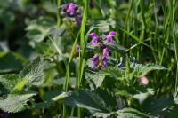 Lamium maculatum