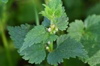 Urtica dioica