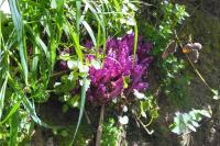 Lathraea clandestina