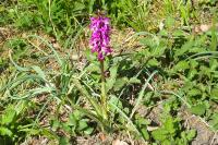 Orchis mascula
