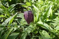 Fritillaria meleagris