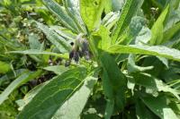 Symphytum officinale