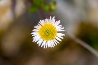 Erigeron karvinskianus