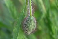 Papaver rhoeas