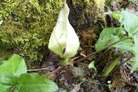 Arum maculatum