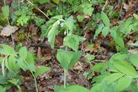 Polygonatum multiflorum
