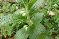 Melittis melissophyllum