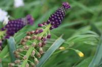 Muscari comosum