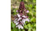 Orchis purpurea