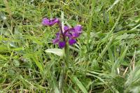 Anacamptis morio