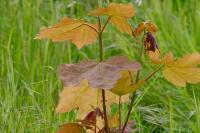 Acer pseudoplatanus