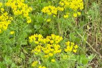 Euphorbia cyparissias