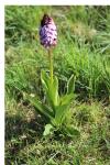 Orchis purpurea