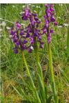 Anacamptis morio