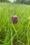Fritillaria meleagris
