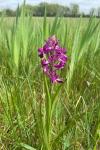 Anacamptis laxiflora