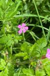 Geranium robertianum