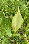 Arum italicum