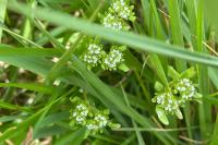 Valerianella locusta