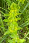 Cruciata laevipes