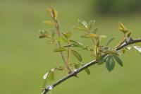 Rosa agrestis